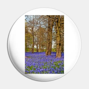 Bluebell Woods Greys Court Oxfordshire England Pin