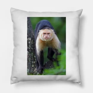 Capuchin monkey - Costa Rica Pillow