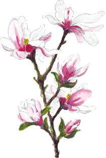 Magnolia blossoms Magnet