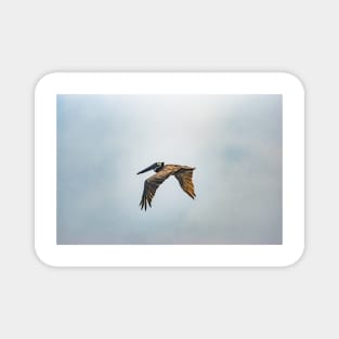 Flying Pelican Magnet