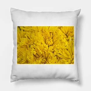 Very Yellow Chrysanthemums Pillow