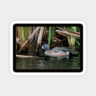 Blue-winged Teal South Texas Magnet