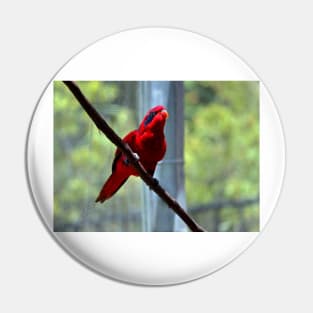 Blue-Streaked Lory Pin