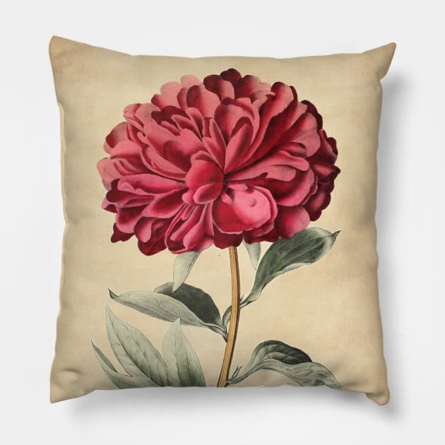 Vulcan Peony With Details Pillow by ptMaker