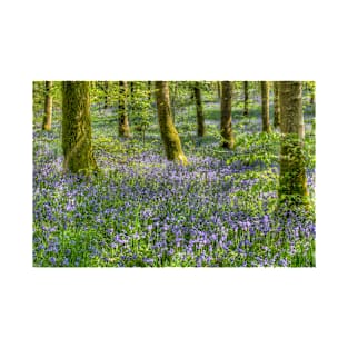 Bluebells in Cally Woods, Gatehouse of Fleet Dumfries Galloway Photo T-Shirt