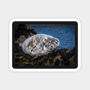 Grey Seal on the Rocks Magnet