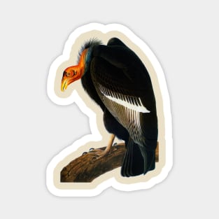 Audubon Californian Vulture Magnet