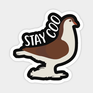 Lahore Pigeon: Stay Coo Magnet
