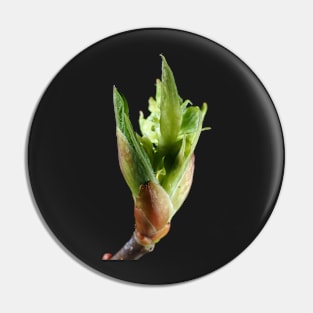 Young leaf bud close-up Pin