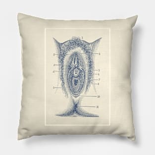 Female Reproductive Diagram - The Vagina - Vintage Anatomy Pillow