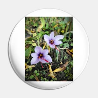 Saffron flowers Pin