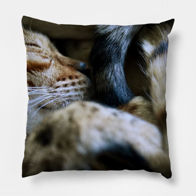 Katze /  Swiss Artwork Photography Pillow by RaphaelWolf