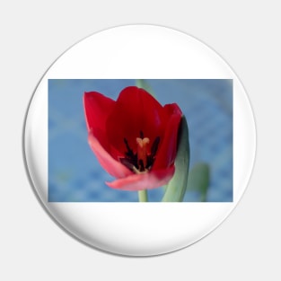 9216 red tulip Pin