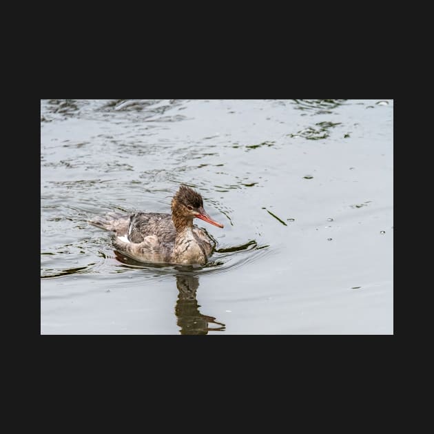 Merganser Resurfaces From Dive by Debra Martz