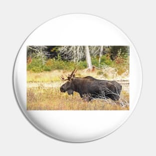 Big Bull Moose, Algonquin Park Pin