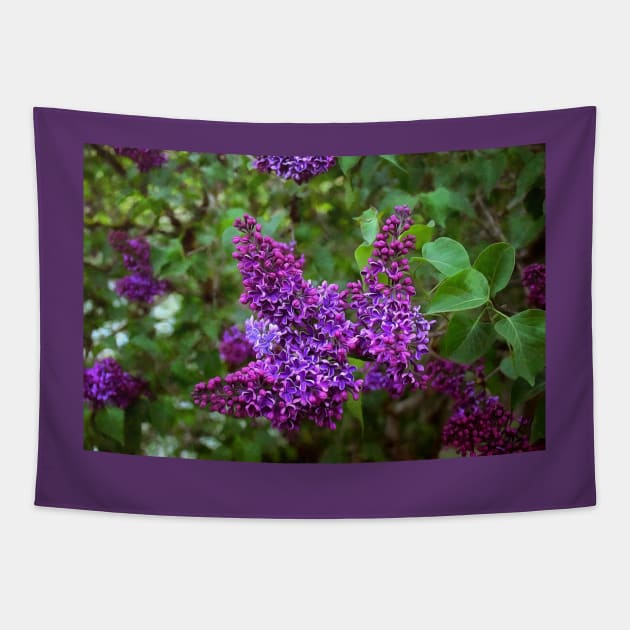 Vivid Purple Lilacs Tapestry by SeaChangeDesign