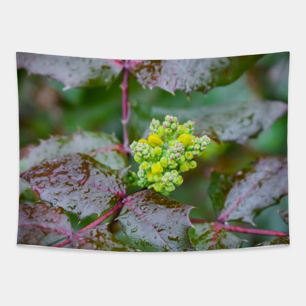 Oregon Grape of Yellow Flowers on Evergreen Shrub Tapestry by Anastasia-03