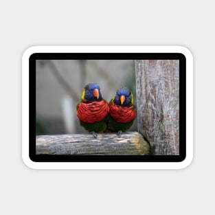 two birds in love Magnet