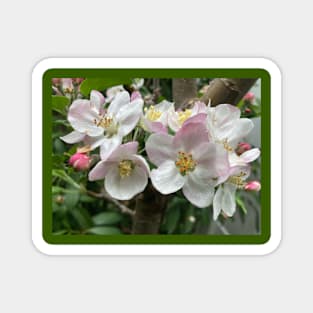 Apple Blossoms Magnet