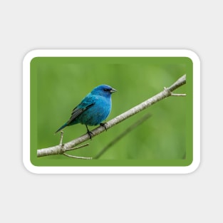 Indigo Bunting Magnet