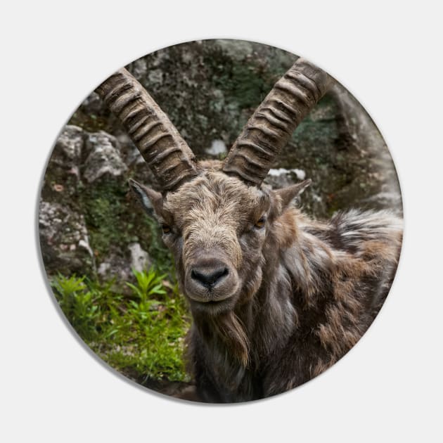 Ibex Pin by jaydee1400