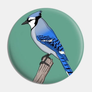 Blue Jay Wings Pin