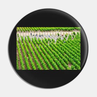 Vineyard times - Far Niente Napa Valley Pin