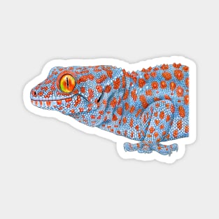 Tokay Gecko Magnet