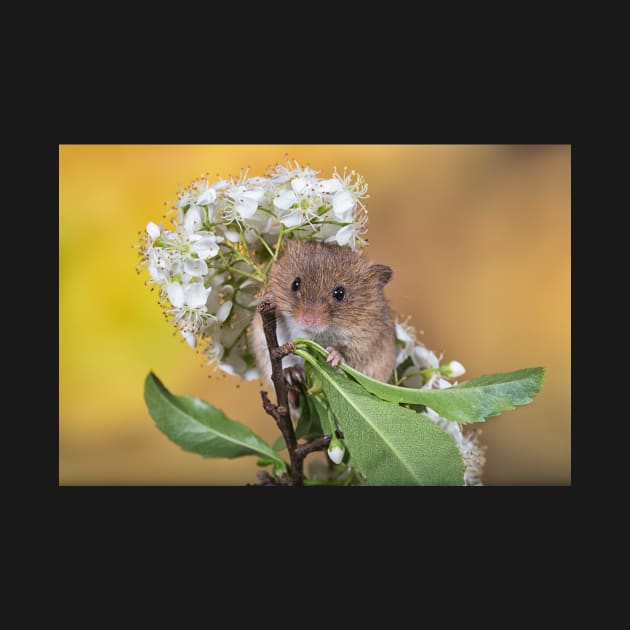 Cute Harvest Mouse by mansaards