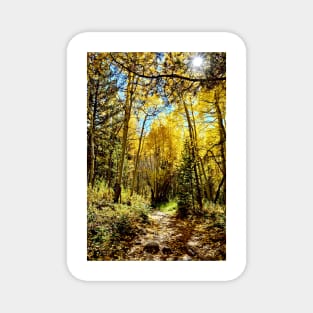 Golden Aspen Groves in Colorado Magnet