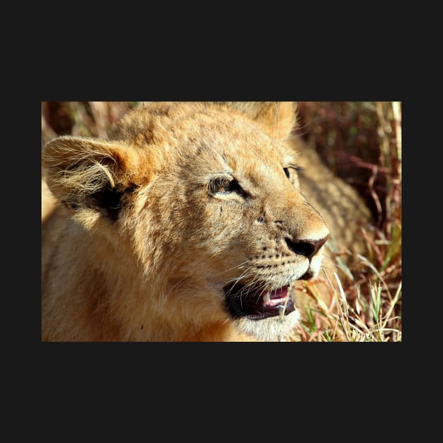 Closeup Lion Cub, Maasai Mara, Kenya by Carole-Anne