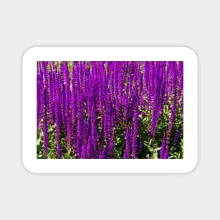 Purple loosestrife Magnet