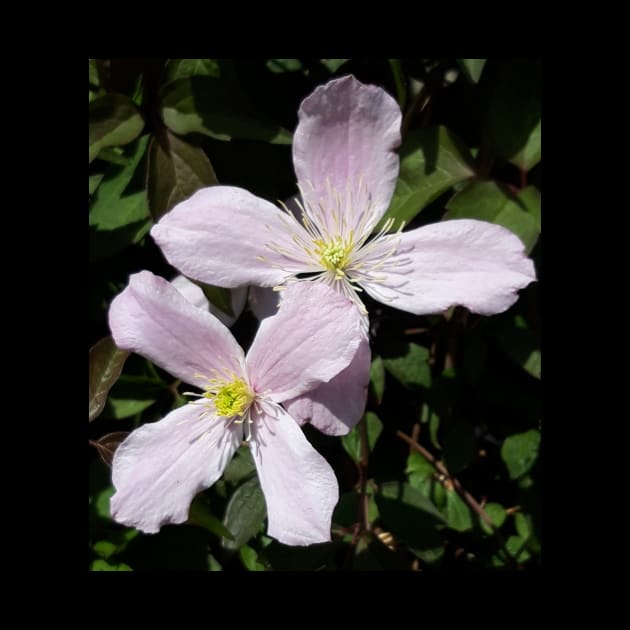 Clematis by Celtic Morrigan