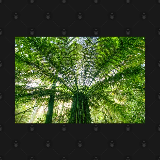 Tree Fern by Upbeat Traveler