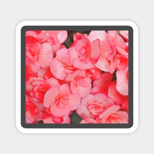 Pink Flowers Magnet