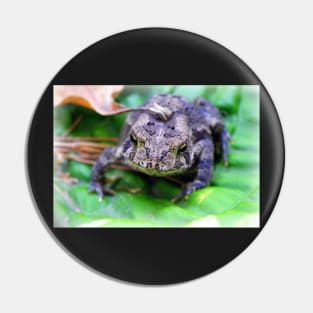 Toads, Nature Lover Gifts Photography Art Design Funny Toad Pin