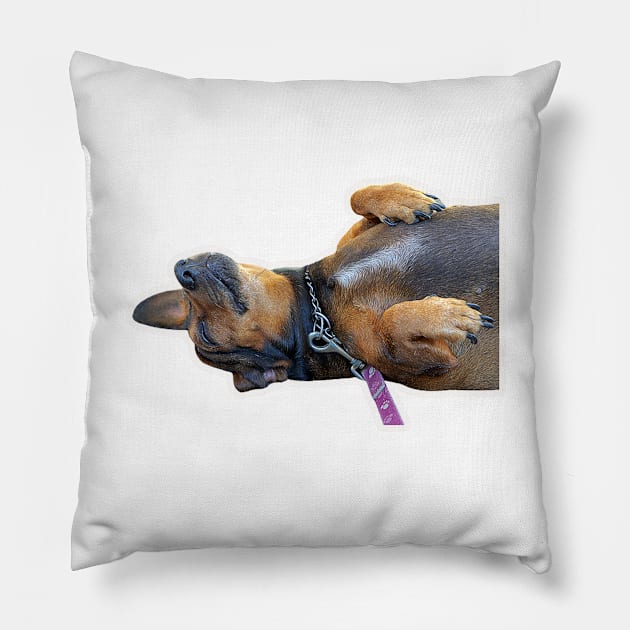 dog sticker Pillow by likbatonboot