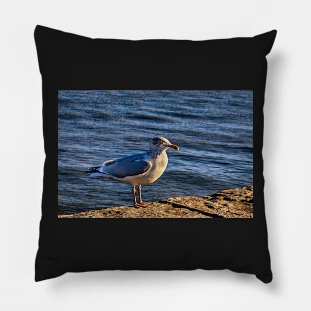 A seagull in Bridlington Pillow by jasminewang