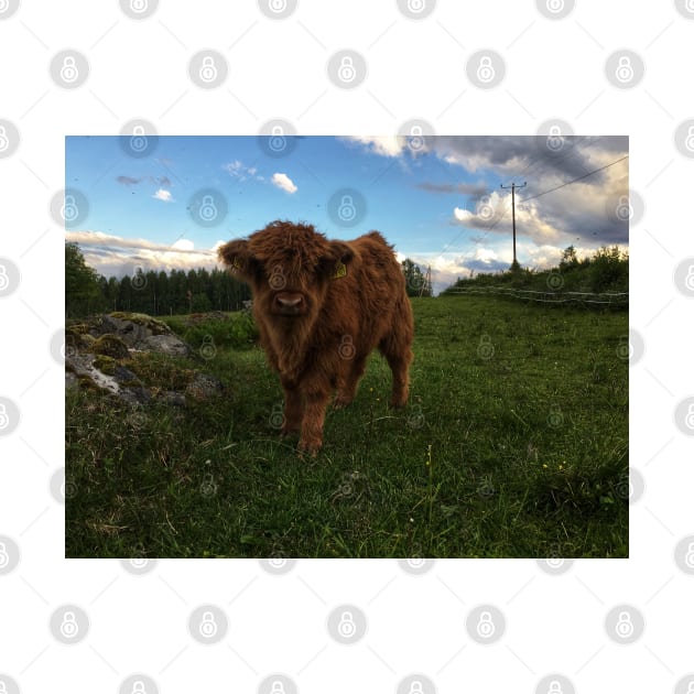 Scottish Highland Cattle Calf 1774 by SaarelaHighland