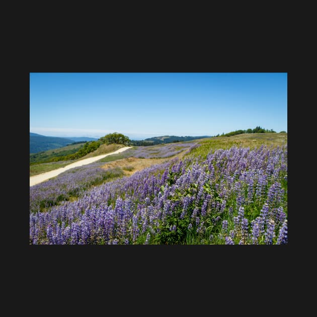 Lupine in the countryside by blossomcophoto