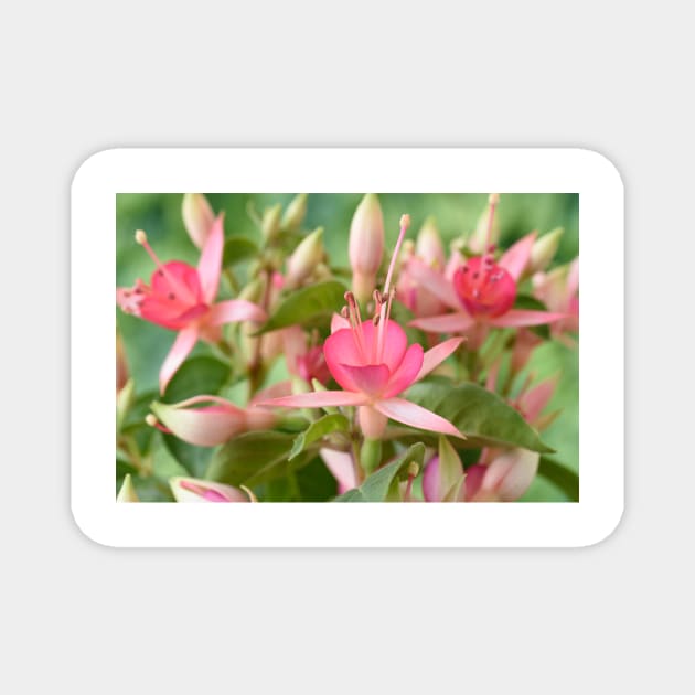 Fuchsia 'Princess Charlotte' Magnet by chrisburrows