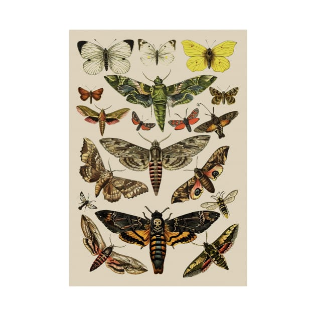 Vintage Scientific Moth Reference Charts by wildtribe