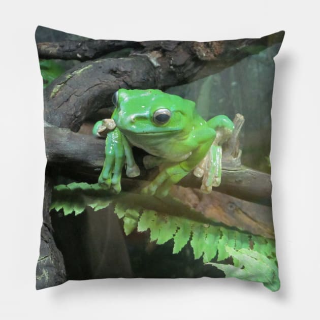 Green frog, photography. Pillow by Design images