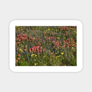 Field of Flowers in China Grove Magnet