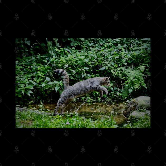 Wild cat jump by Wolf Art / Swiss Artwork Photography