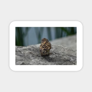 House Sparrow by the water Magnet