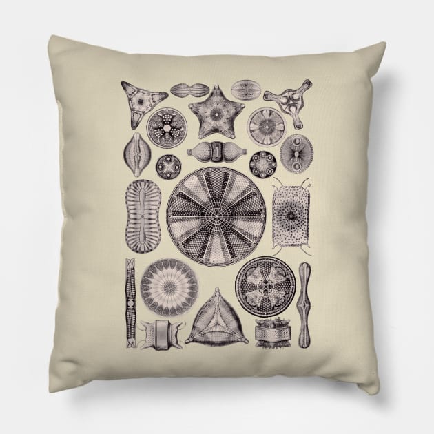 Ernst Haeckel Diatoms Lavender Gray Pillow by Scientistudio