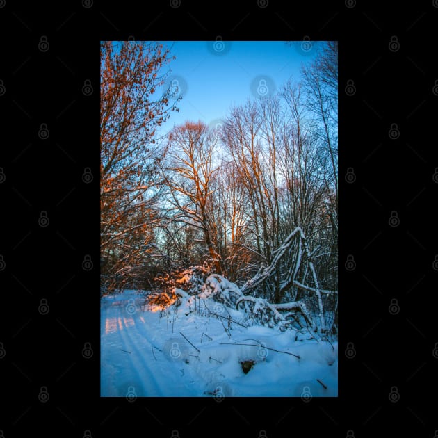 Winter landscape - frosty trees in snowy forest in the sunny morning. Tranquil winter nature in sunlight by Olga Berlet