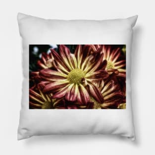 Sunset Mums - Chrysanthemums Pillow