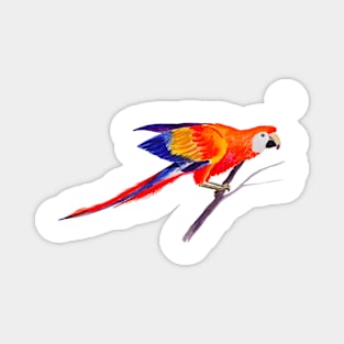 Orange and Blue Parrot Watercolor Painting Magnet